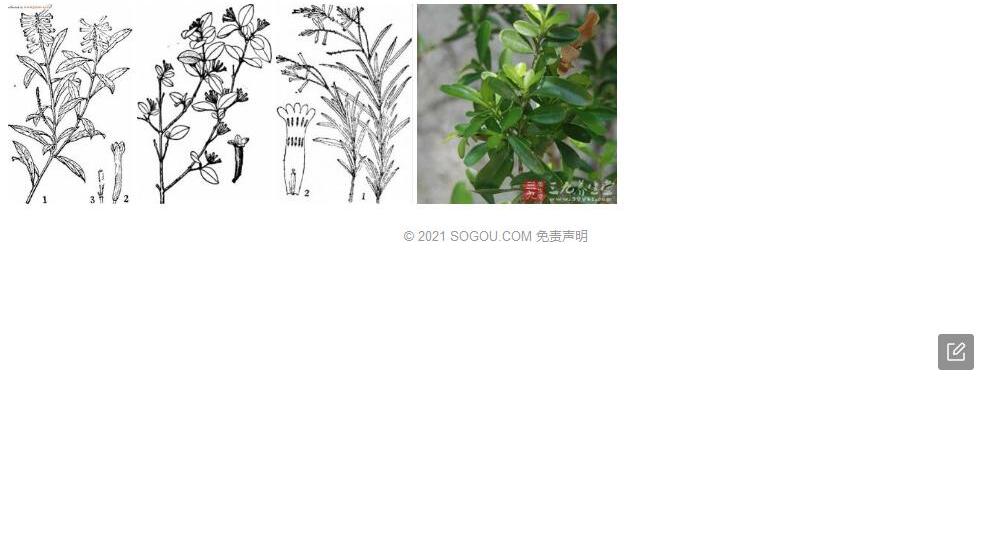 革叶荛花照片和图片/