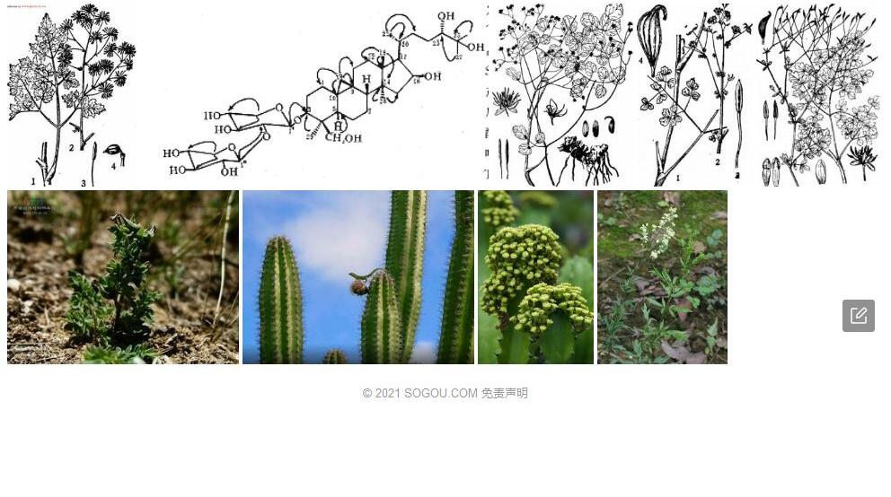 鞭柱唐松草照片和图片/