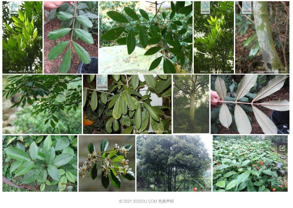 韧荚红豆照片和图片/