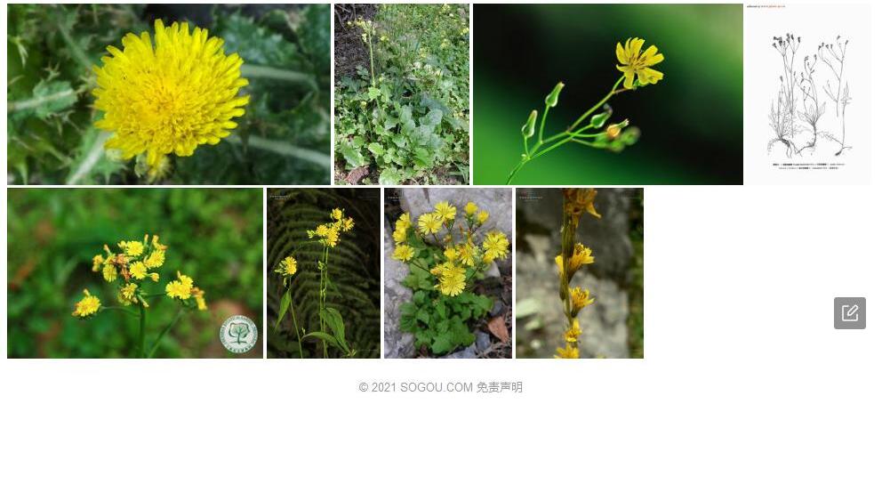 顶戟黄鹌菜照片和图片/
