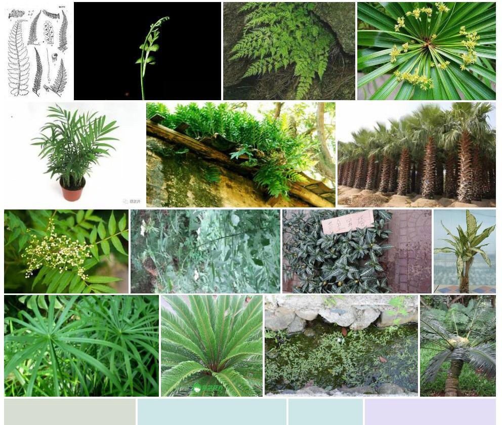顶生碗蕨照片和图片/