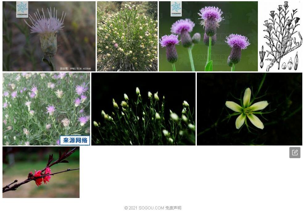 顶羽菊照片和图片/