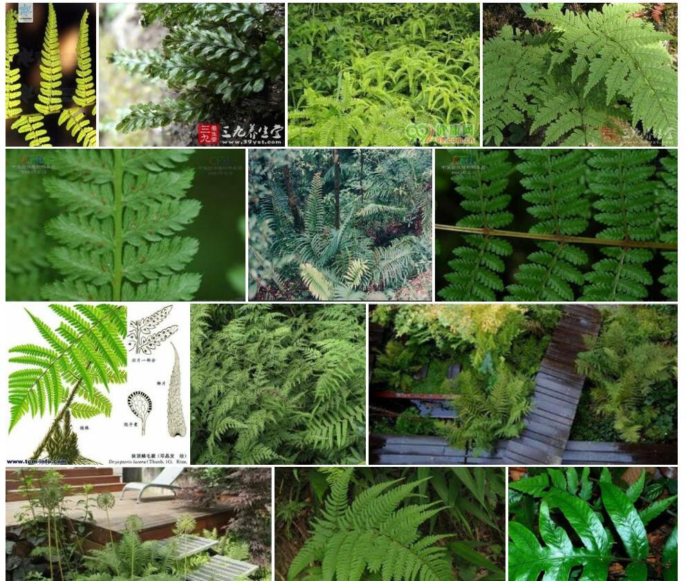 顶育蕨属照片和图片/