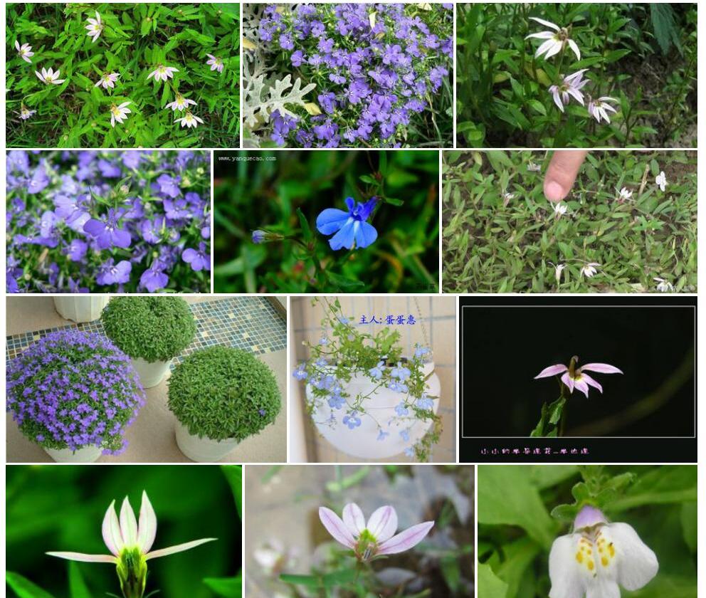 顶花半边莲照片和图片/