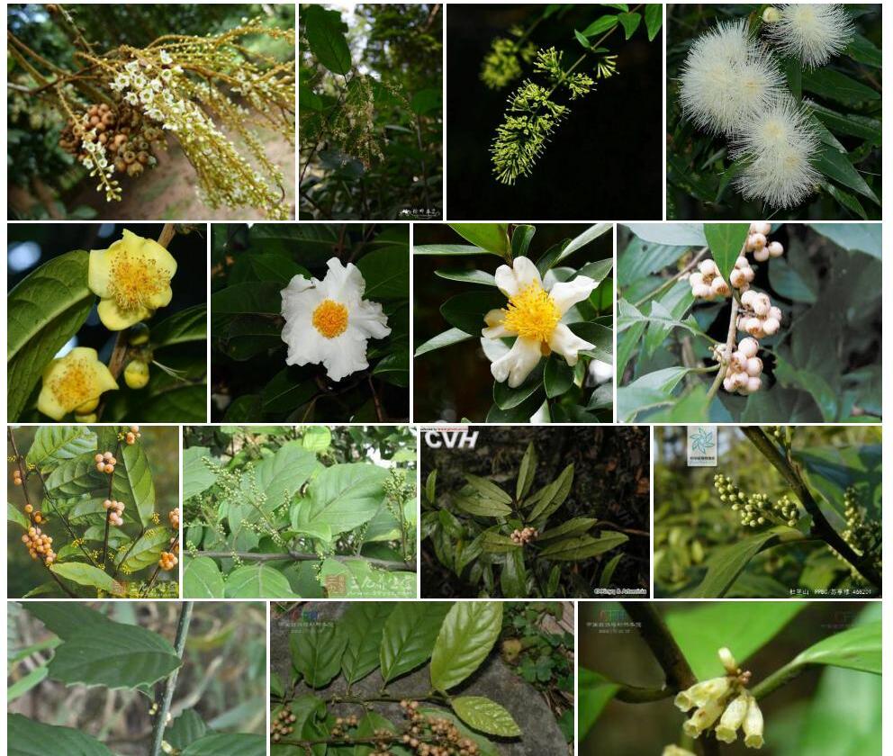 顶花杜茎山照片和图片/