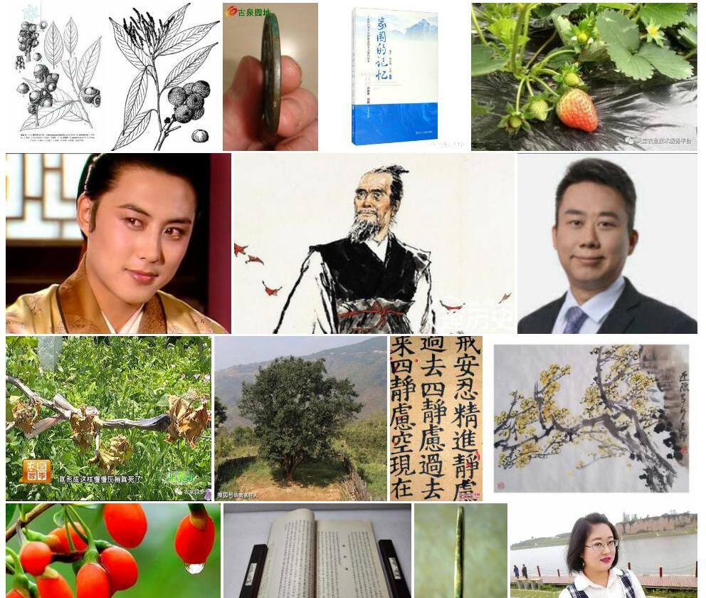顺宁厚叶柯照片和图片/