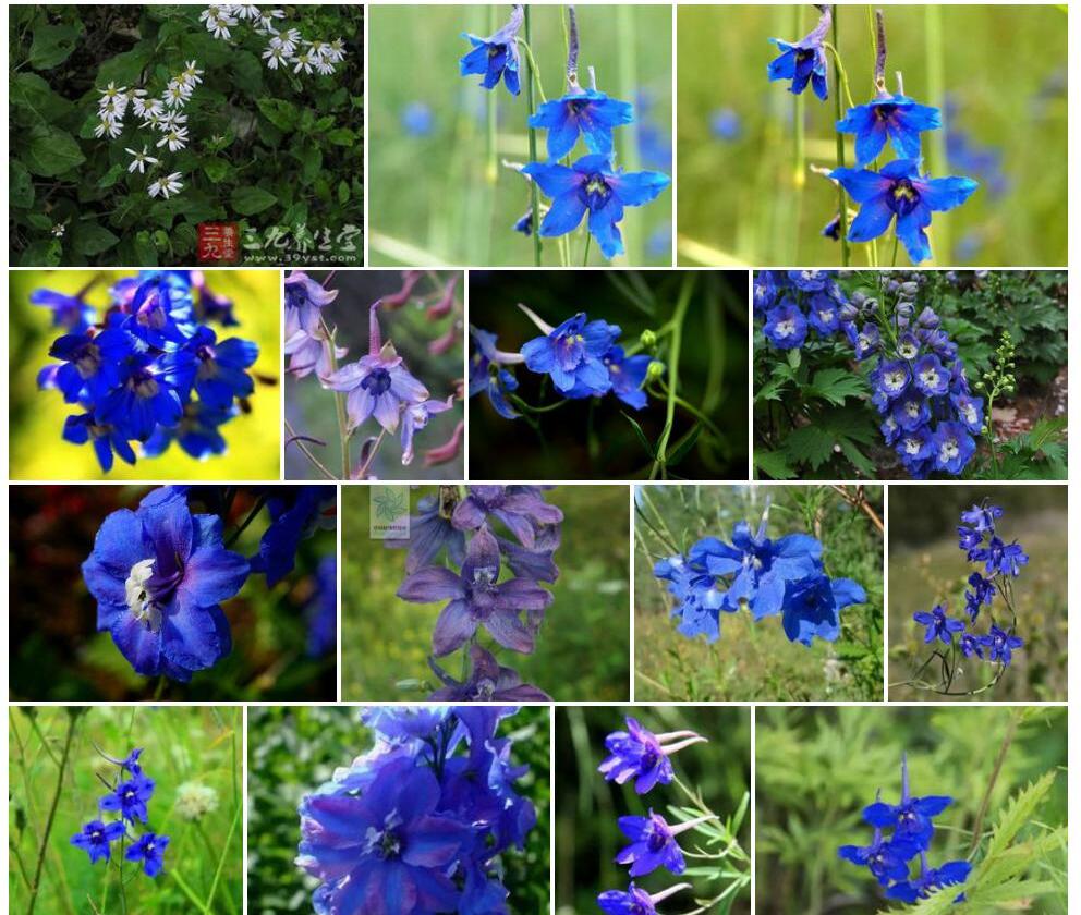 须花翠雀花照片和图片/