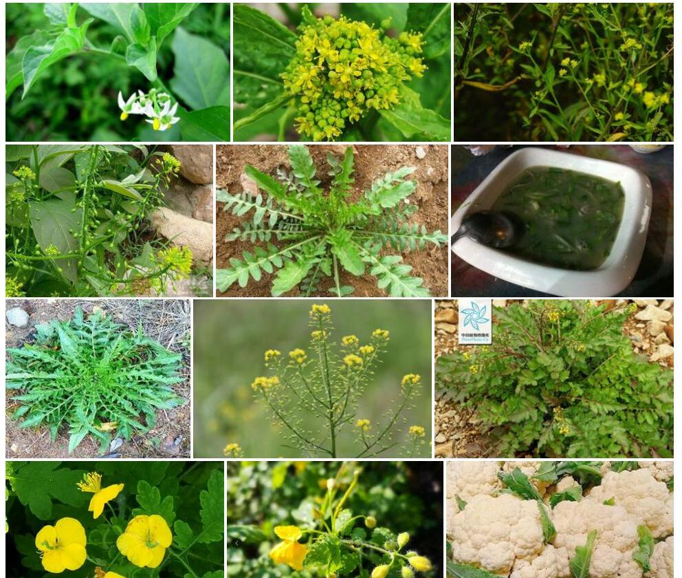 风花菜照片和图片/