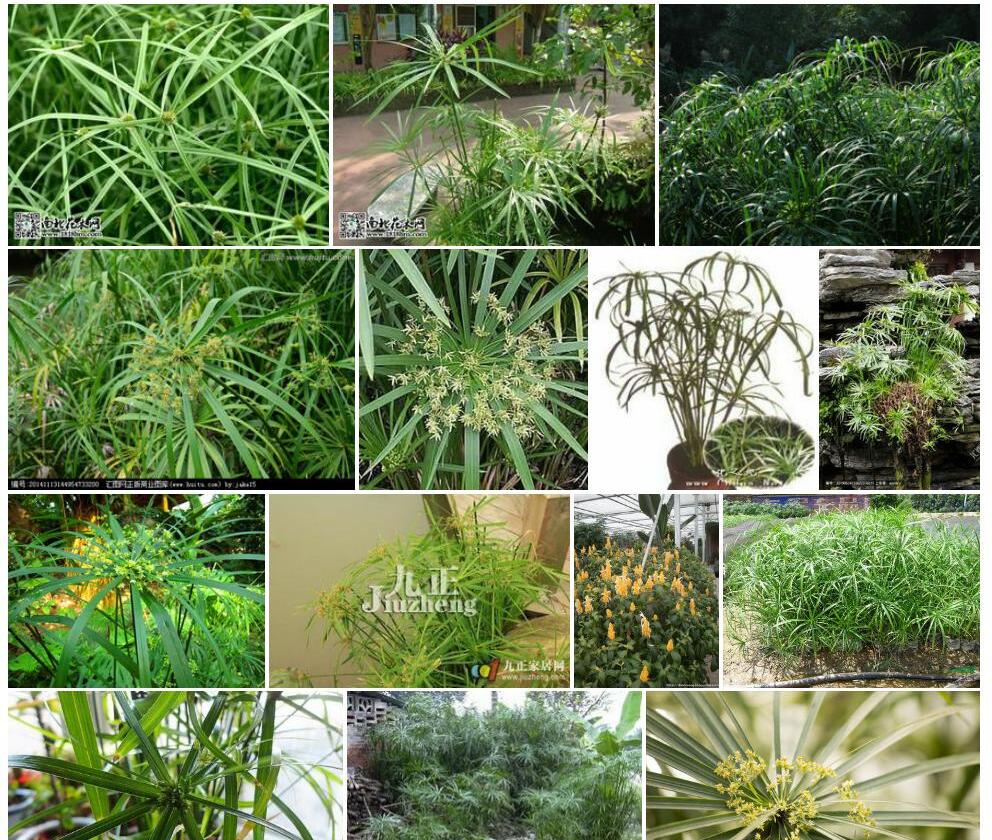 风车草照片和图片/