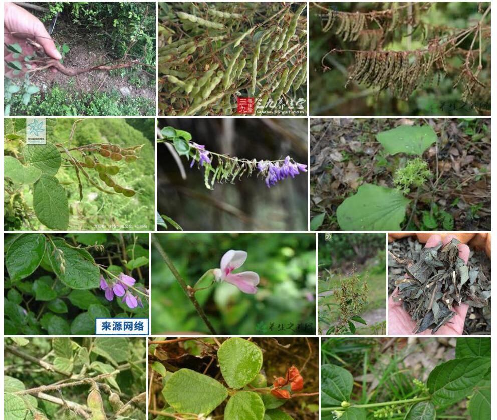 饿蚂蝗照片和图片/