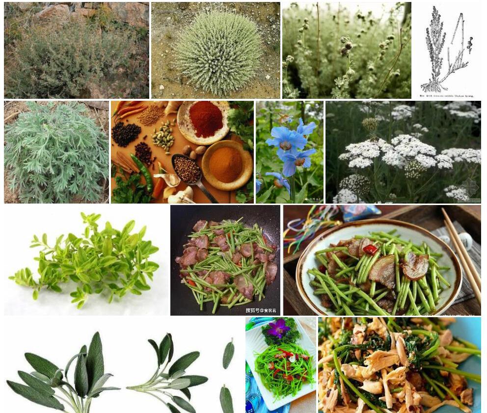 香叶蒿照片和图片/