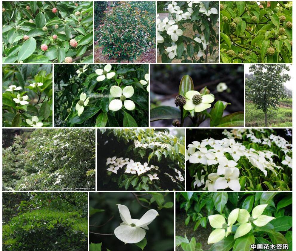 香港四照花照片和图片/