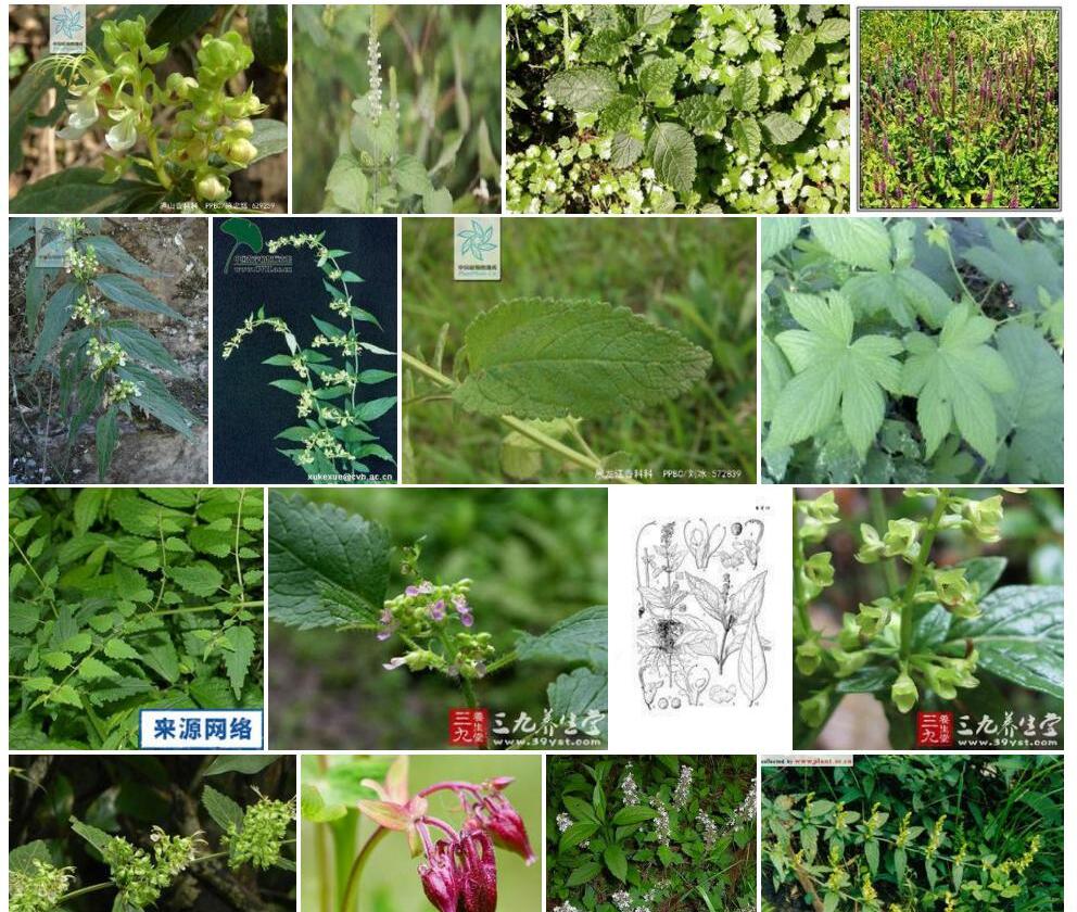 香科科照片和图片/