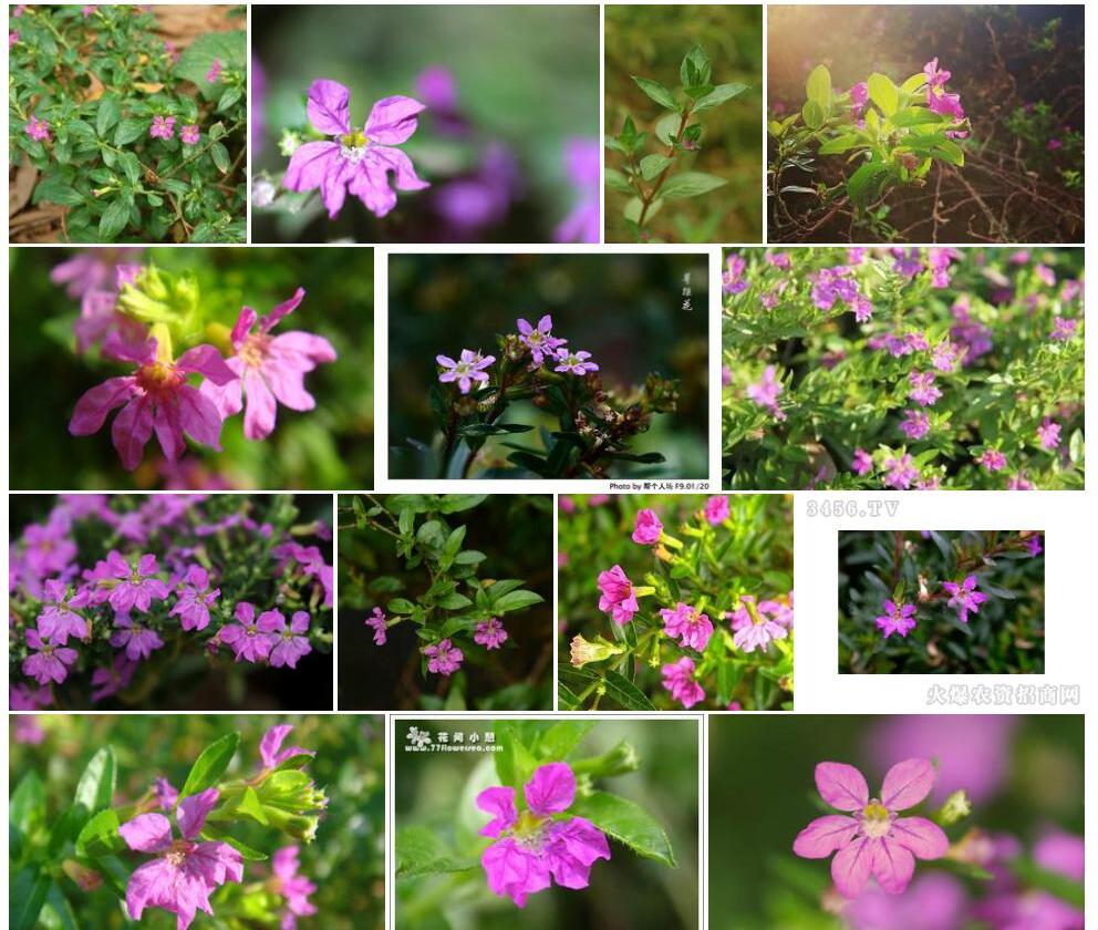 香膏萼距花照片和图片/