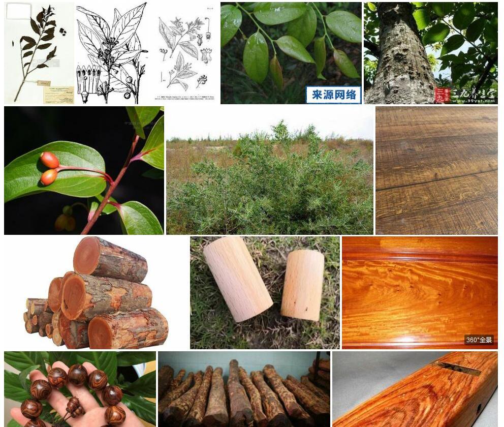 香芙木照片和图片/