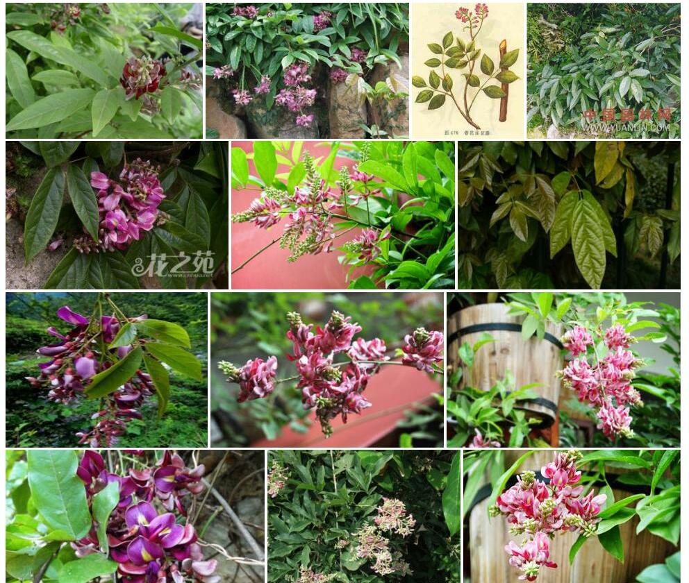 香花崖豆藤照片和图片/