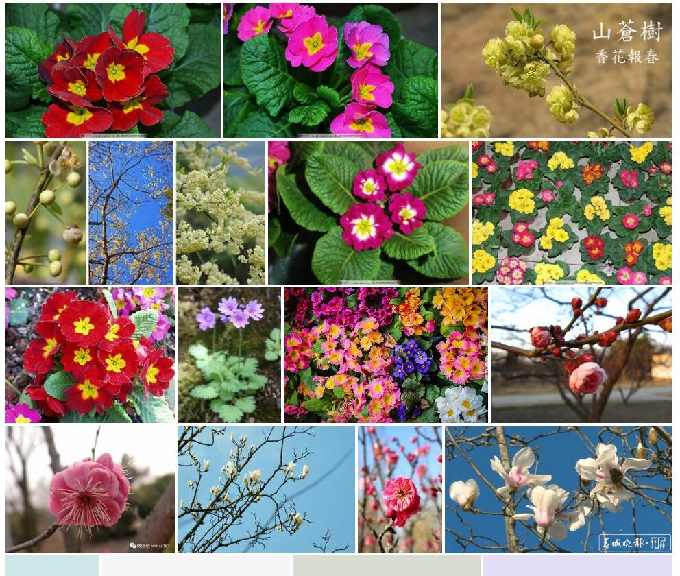 香花报春照片和图片/