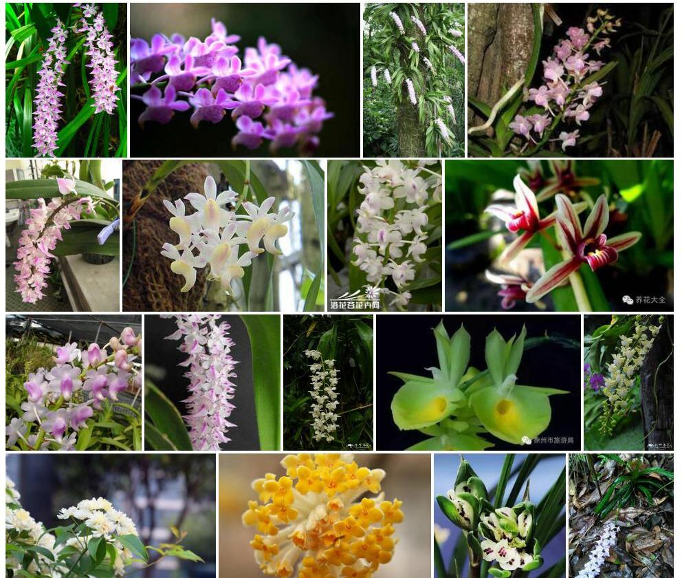 香花指甲兰照片和图片/