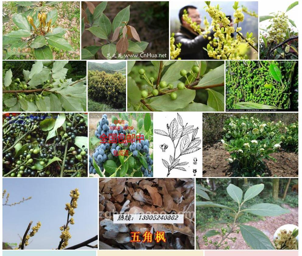 香花木姜子照片和图片/