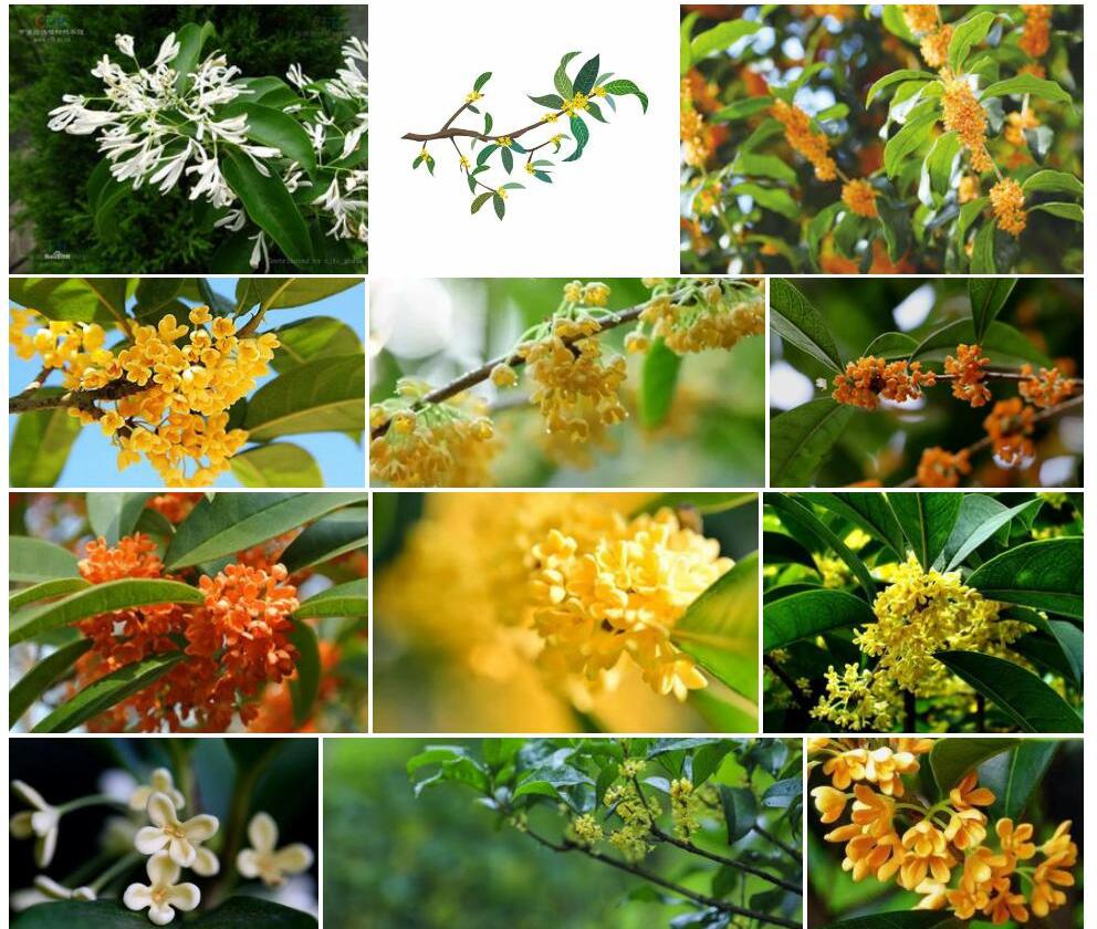 香花木犀照片和图片/