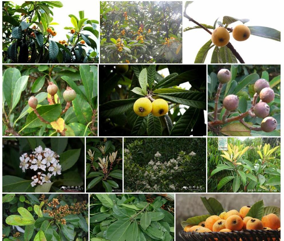 香花枇杷照片和图片/