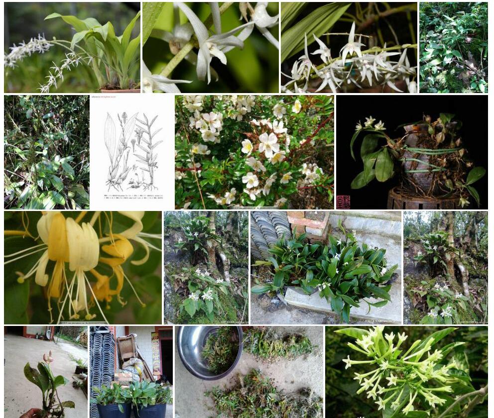 香花毛兰照片和图片/