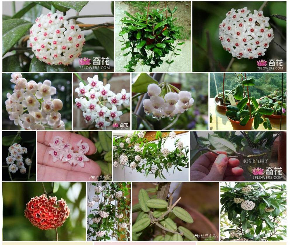 香花球兰照片和图片/