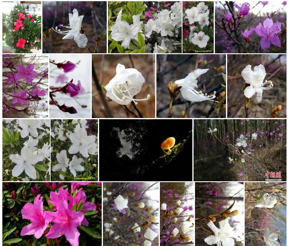 香花白杜鹃照片和图片/