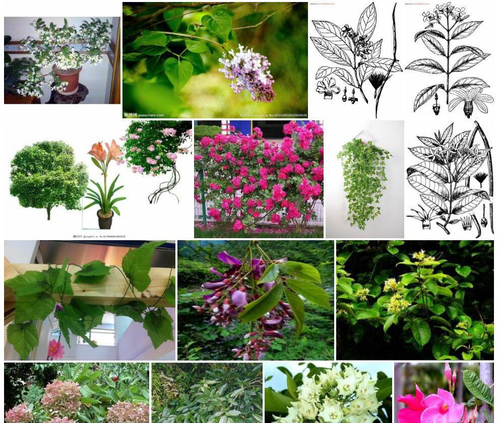 香花藤照片和图片/