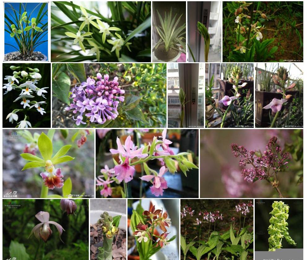 香花虾脊兰照片和图片/