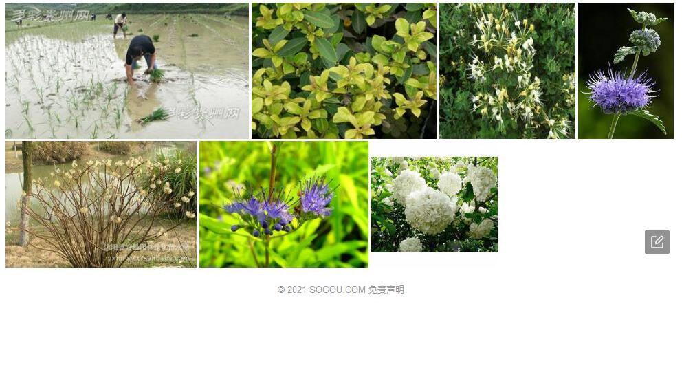 香莸照片和图片/