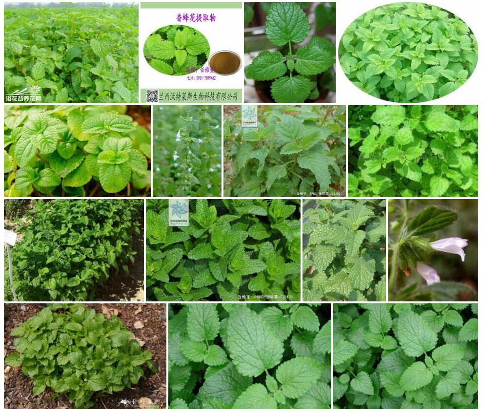 香蜂花照片和图片/
