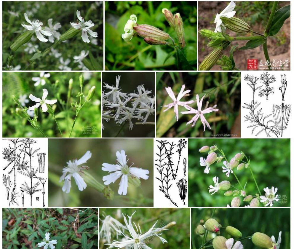 香蝇子草照片和图片/