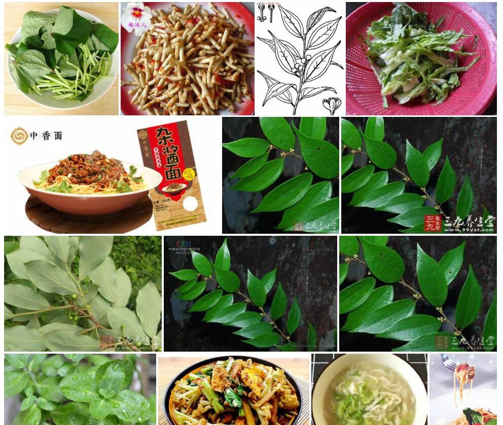 香面叶照片和图片/