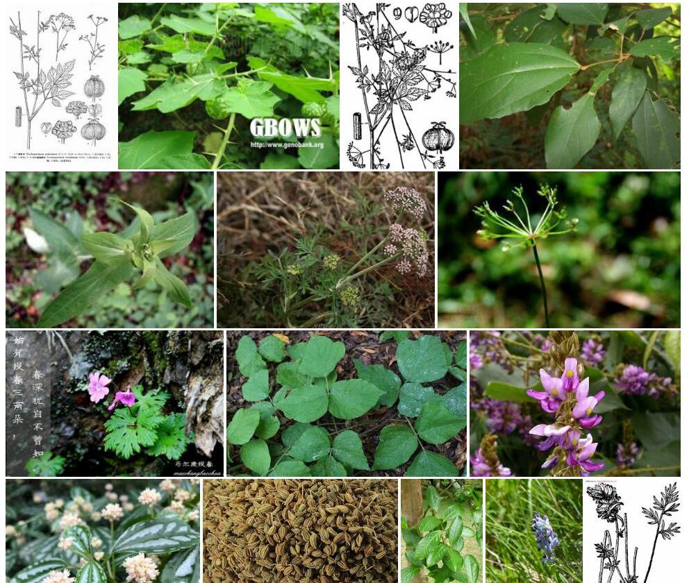 马尔康糙果芹照片和图片/