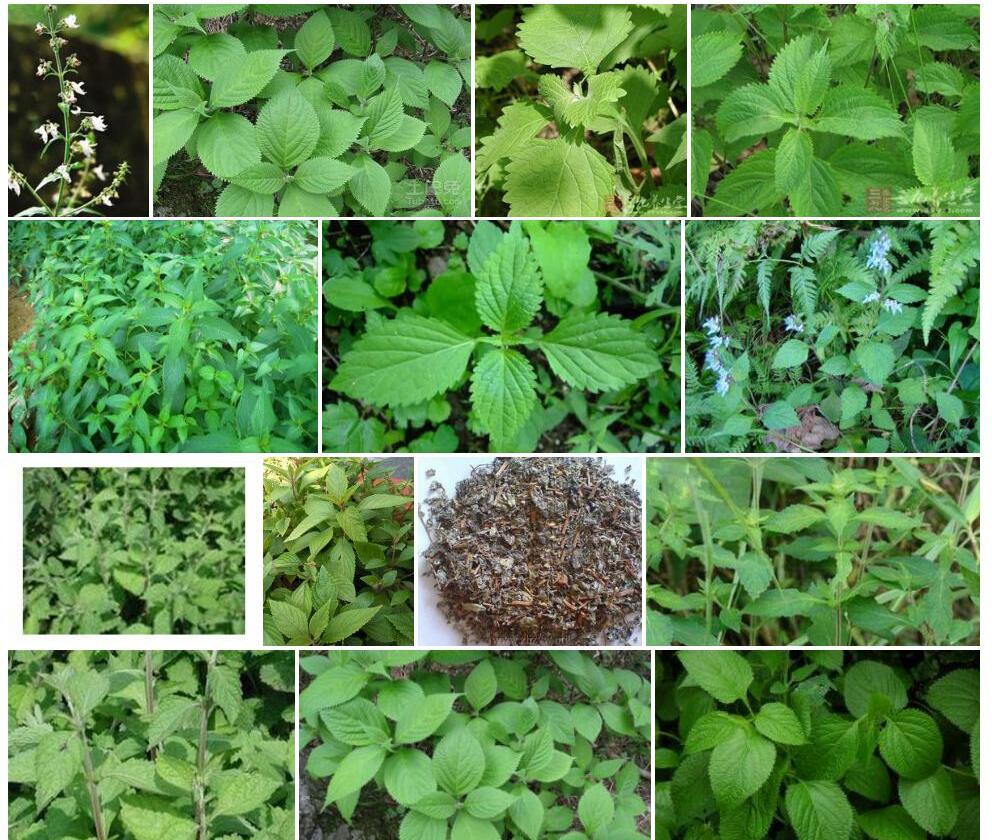 马尔康香茶菜照片和图片/