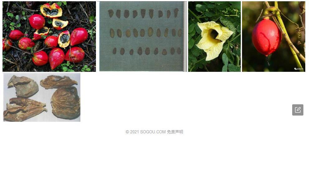 马干铃栝楼照片和图片/