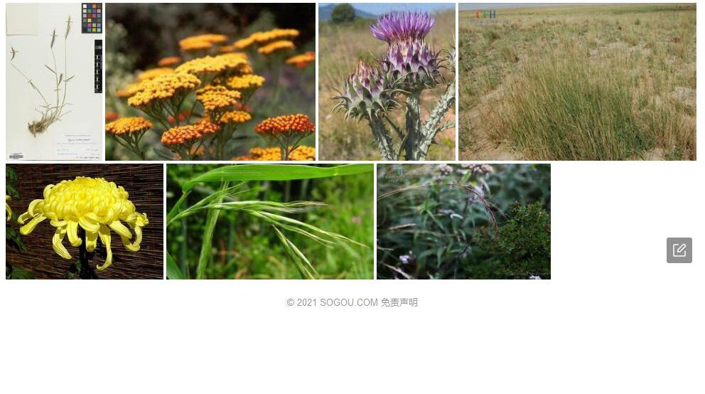 马格草照片和图片/