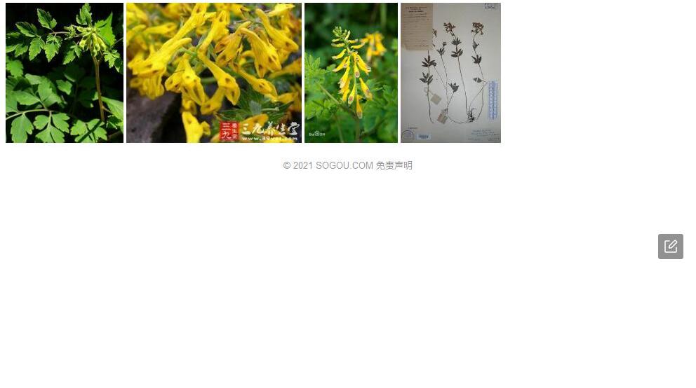 马牙黄堇照片和图片/