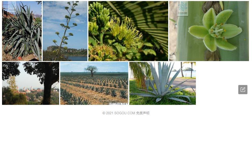 马盖麻照片和图片/