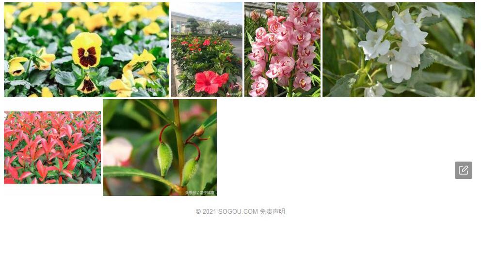马红凤仙花照片和图片/