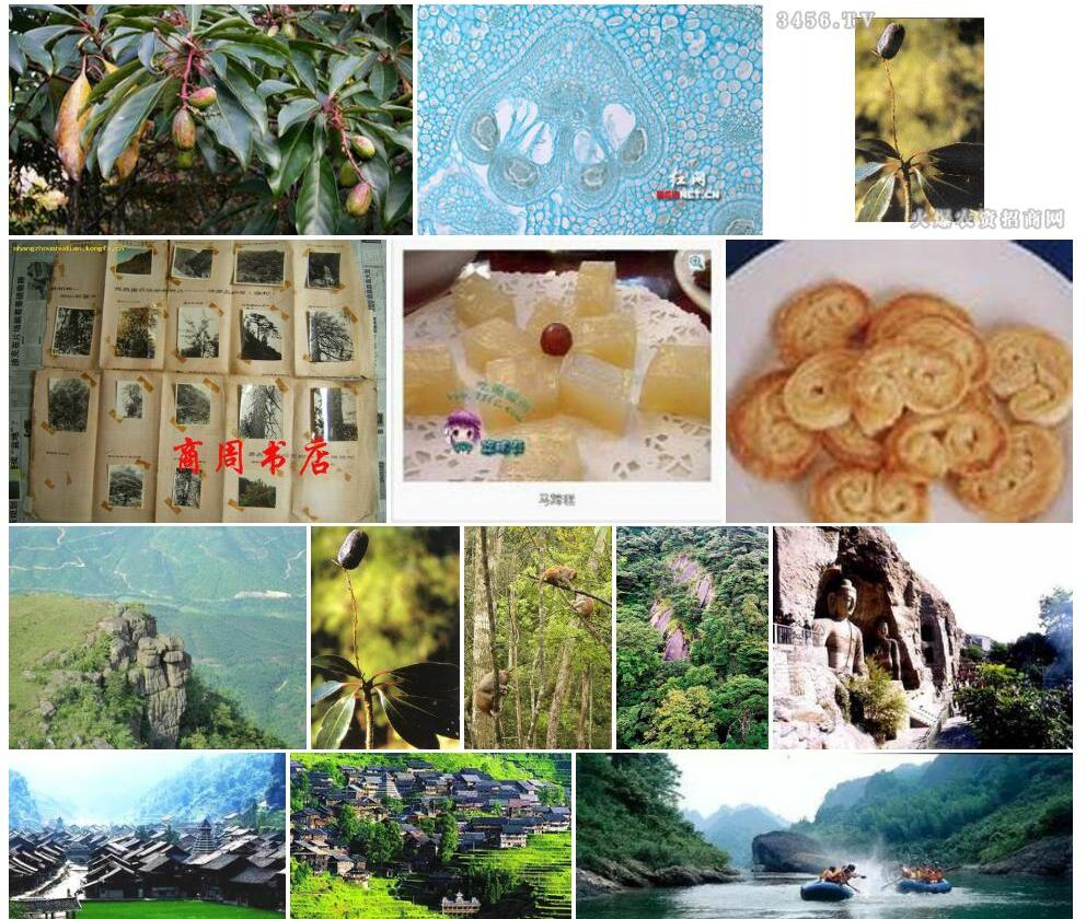 马蹄参照片和图片/