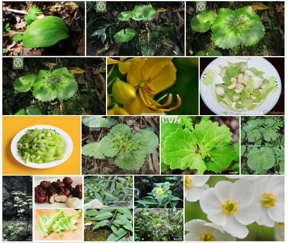 马蹄芹照片和图片/