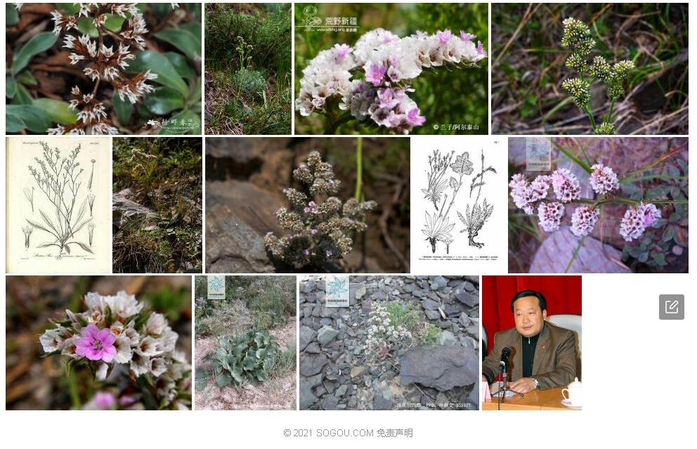 驼舌草照片和图片/