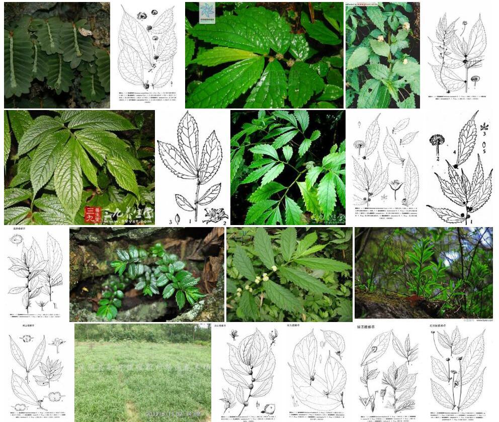 骤尖小叶楼梯草照片和图片/