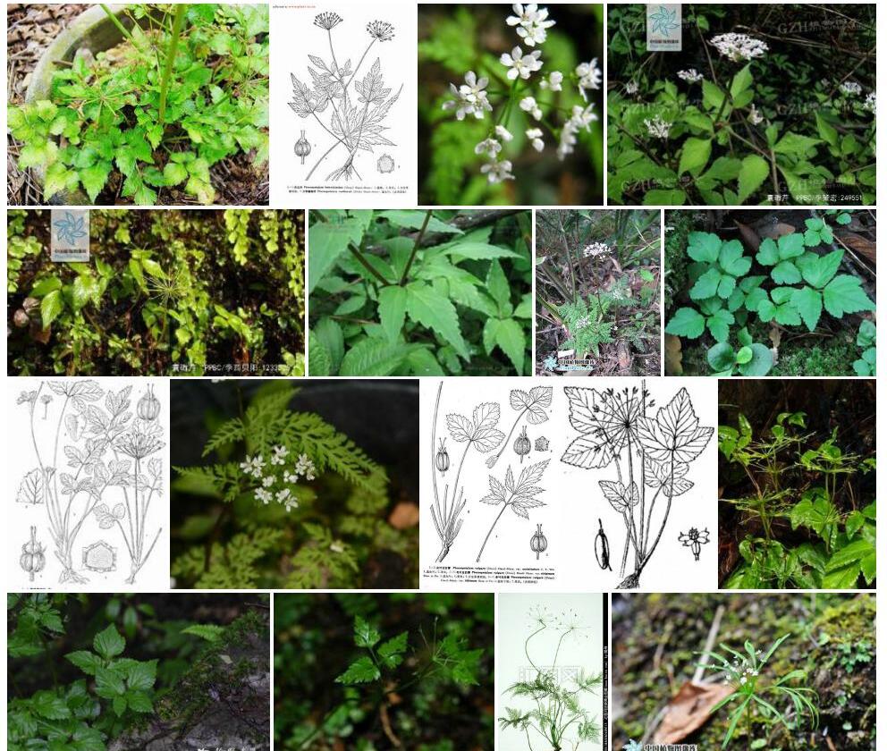 骨缘囊瓣芹照片和图片/