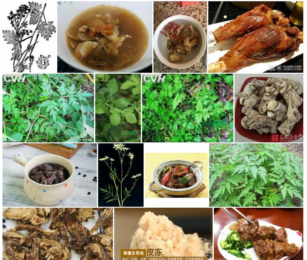 骨缘当归照片和图片/