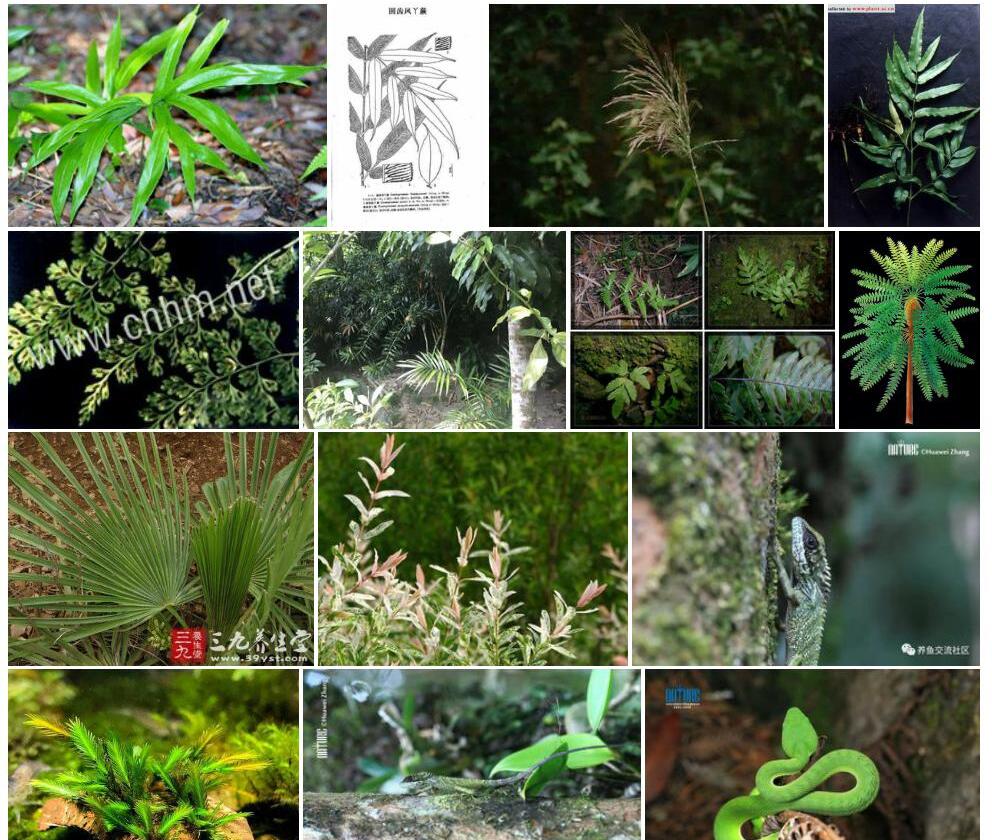 骨齿凤丫蕨（原变种）照片和图片/