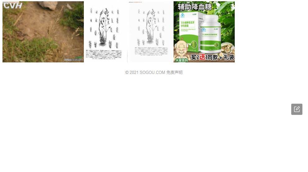 高丽碱茅照片和图片/
