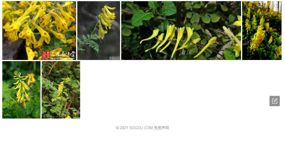 高冠黄堇照片和图片/